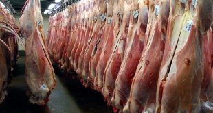 مشکل گوشت با تخصیص یارانه واردات علوفه به مراتع حل می‌شود