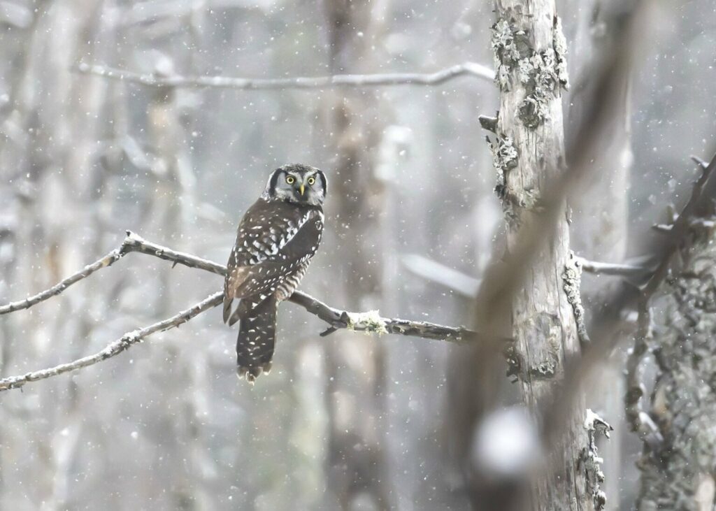 تصاویر دلنشین مسابقه اینستاگرامی نشنال جئوگرافیک را ببینید + گالری_دلچسب 28 تصاویر کمپین جدید نشنال جئوگرافیک
