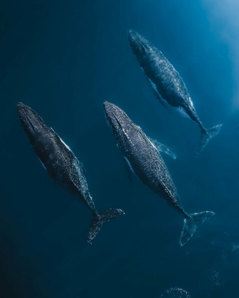 تصاویر دلنشین مسابقه اینستاگرامی نشنال جئوگرافیک را ببینید + گالری_دلچسب 31 تصاویر کمپین جدید نشنال جئوگرافیک