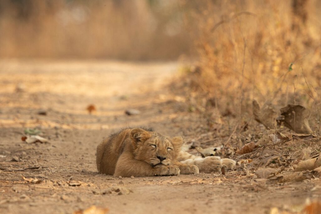 تصاویر دلنشین مسابقه اینستاگرامی نشنال جئوگرافیک را ببینید + گالری_دلچسب 25 تصاویر کمپین جدید نشنال جئوگرافیک