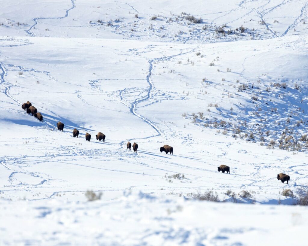 تصاویر دلنشین مسابقه اینستاگرامی نشنال جئوگرافیک را ببینید + گالری_دلچسب 30 تصاویر کمپین جدید نشنال جئوگرافیک