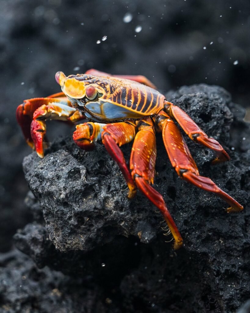 تصاویر دلنشین مسابقه اینستاگرامی نشنال جئوگرافیک را ببینید + گالری_دلچسب 27 تصاویر کمپین جدید نشنال جئوگرافیک