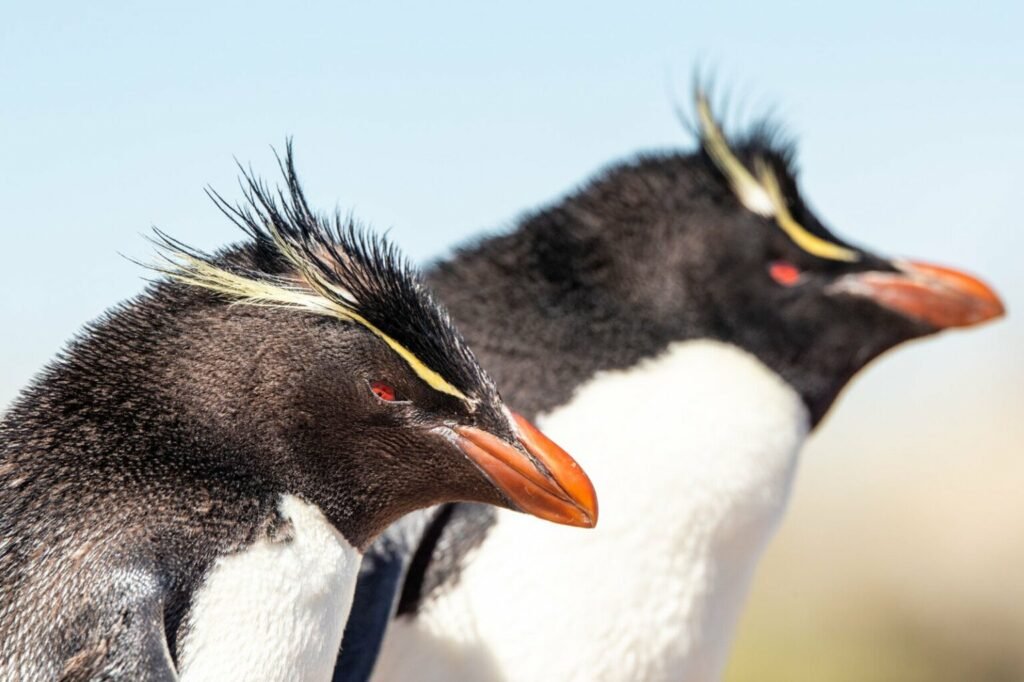 تصاویر دلنشین مسابقه اینستاگرامی نشنال جئوگرافیک را ببینید + گالری_دلچسب 34 تصاویر کمپین جدید نشنال جئوگرافیک