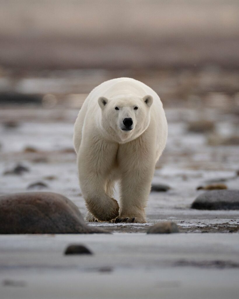 تصاویر دلنشین مسابقه اینستاگرامی نشنال جئوگرافیک را ببینید + گالری_دلچسب 35 تصاویر کمپین جدید نشنال جئوگرافیک