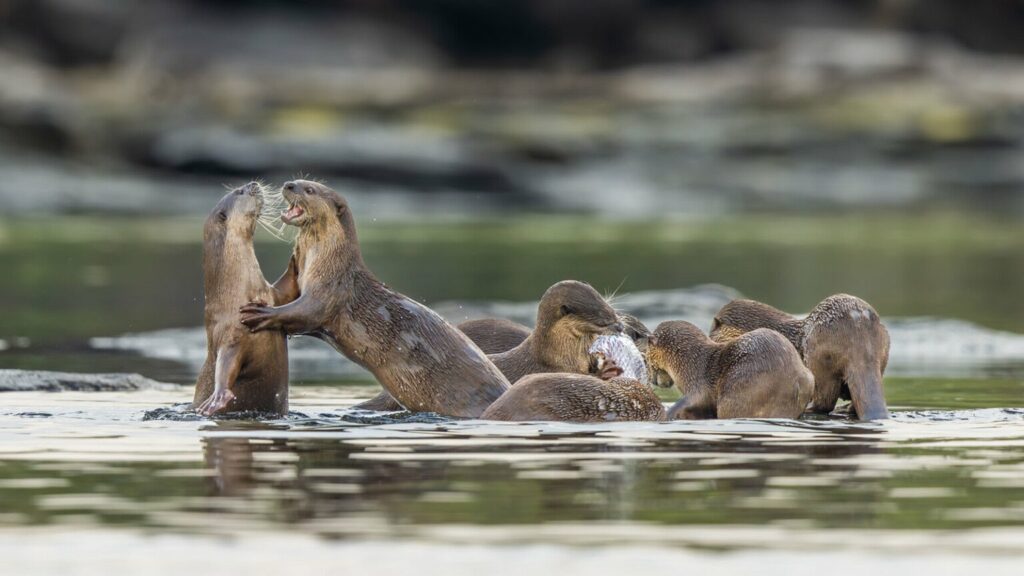 تصاویر دلنشین مسابقه اینستاگرامی نشنال جئوگرافیک را ببینید + گالری_دلچسب 36 تصاویر کمپین جدید نشنال جئوگرافیک