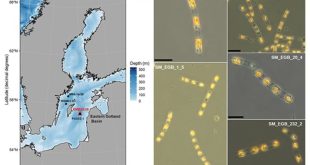 احیای جلبک‌ها