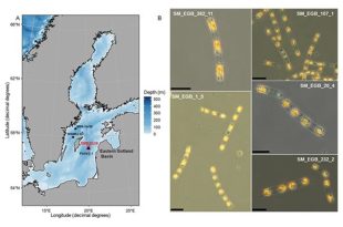 احیای جلبک‌ها