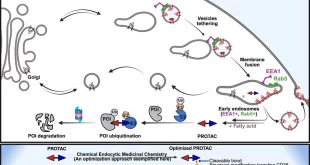 اثرگذاری بیشتر داروهای سرطانی با پروتئین CD36