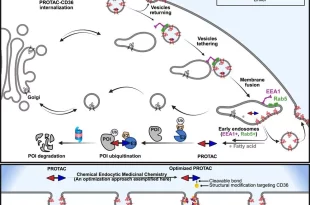اثرگذاری بیشتر داروهای سرطانی با پروتئین CD36