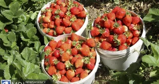 برداشت توت‌ فرنگی از ۴۰۰ هکتار مزارع سیمرغ