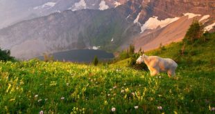 تصاویر کمپین جدید نشنال جئوگرافیک