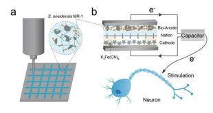 باتری جدید دانشمندان چینی با باکتری کار می‌کند؛ با قابلیت شارژ خودکار