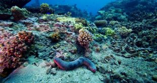 کف اقیانوس‌ها