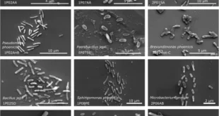 تصویر میکروب‌های تازه کشف شده در اتاق تمیز ناسا زیر میکروسکوپ الکترونی