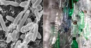 کشف اَبَرمیکروبی که زباله‌های پلاستیکی پزشکی را می‌خورَد