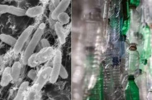 کشف اَبَرمیکروبی که زباله‌های پلاستیکی پزشکی را می‌خورَد