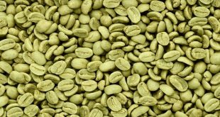 قهوه سبز یا قهوه رُست‌شده؟ راهنمای خرید عمده قهوه برای انتخابی هوشمندانه