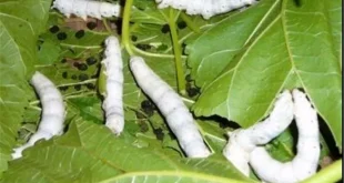 افزایش تنوع ذخایر ژنتیکی کرم ابریشم به ۱۲۲ لاین