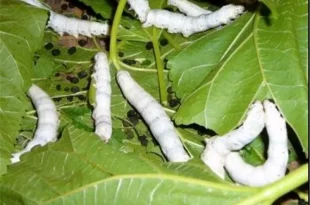 افزایش تنوع ذخایر ژنتیکی کرم ابریشم به ۱۲۲ لاین