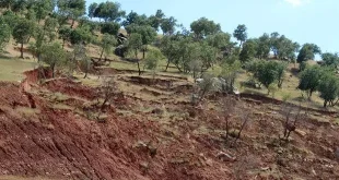 حفاظت از درختان کاشته شده از اولویت های مهم سازمان منابع طبیعی است