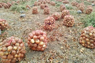 خرید توافقی پیاز برای حمایت از کشاورزان آغاز شد