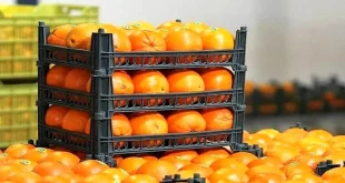 محصولات باغی و زراعی تولید شده در ایران به ۸۰ کشور جهان صادر می‌شود