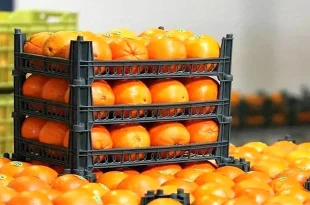 محصولات باغی و زراعی تولید شده در ایران به ۸۰ کشور جهان صادر می‌شود