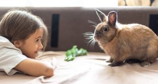 تأثیر زندگی با حیوانات بر سیستم ایمنی بدن