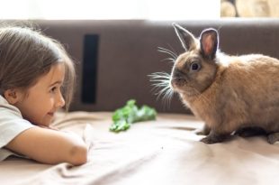 تأثیر زندگی با حیوانات بر سیستم ایمنی بدن