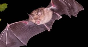 کشف ویروس های جدید و قابل انتقال به انسان در خفاش های چین