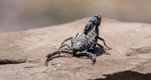 کشف مولکولی در زهر عقرب آمازونی با قابلیت نابودسازی سرطان پستان