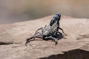 کشف مولکولی در زهر عقرب آمازونی با قابلیت نابودسازی سرطان پستان