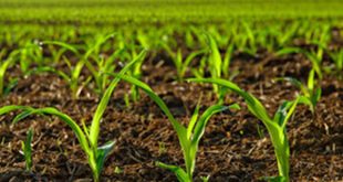 بهترین خاک کشاورزی