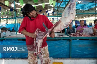 آغاز طرح تشدید نظارت بهداشتی عید قربان در سراسر کشور