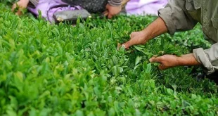 برداشت چین دوم برگ سبز چای آغاز شد