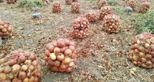 خرید توافقی پیاز در شهرستان‌های داراب و زرین‌دشت از روز شنبه ۱۷ خرداد آغاز می شود