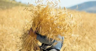 سازمان هدفمندسازی ٢٨.٥ همت به حساب گندمکاران واریز کرد