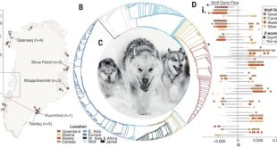 قدیمی‌ترین نژاد سگ اهلی