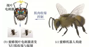 زنبور سایبورگ