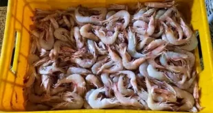 خودکفایی خوزستان در تأمین بچه‌میگو مورد تاکید است