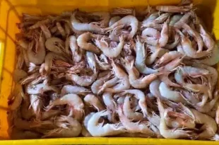 خودکفایی خوزستان در تأمین بچه‌میگو مورد تاکید است