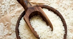 واردات برنج در فصل برداشت آزاد شد