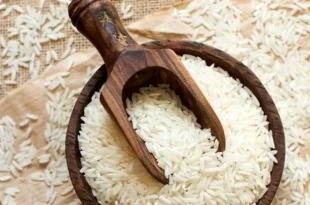 واردات برنج در فصل برداشت آزاد شد