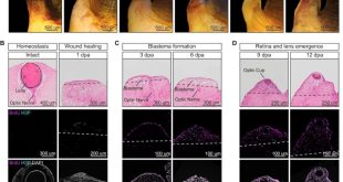 قابلیت بازسازی چشم در حلزون