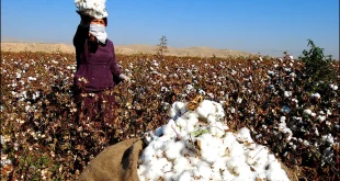 تورم نقطه به نقطه زراعت و دامداری سنتی به ۲۵.۲ درصد رسید