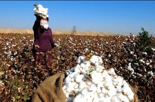 تورم نقطه به نقطه زراعت و دامداری سنتی به ۲۵.۲ درصد رسید