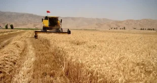 خرید ۸۰۰ هزار تن گندم از کشاورزان کردستان؛ پرداخت ۷۴ درصدی مطالبات