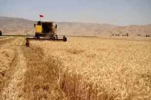 خرید ۸۰۰ هزار تن گندم از کشاورزان کردستان؛ پرداخت ۷۴ درصدی مطالبات