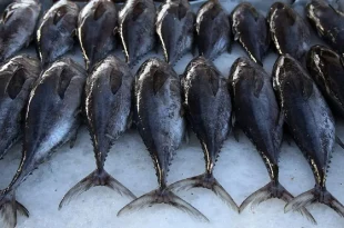 مصرف سرانه گوشت ماهی باید افزایش یابد