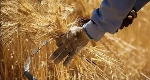 پرداخت ۵۰ هزار میلیارد تومان از مطالبات گندم‌کاران/۷۵ درصد پول خرید تضمینی گندم تسویه شد